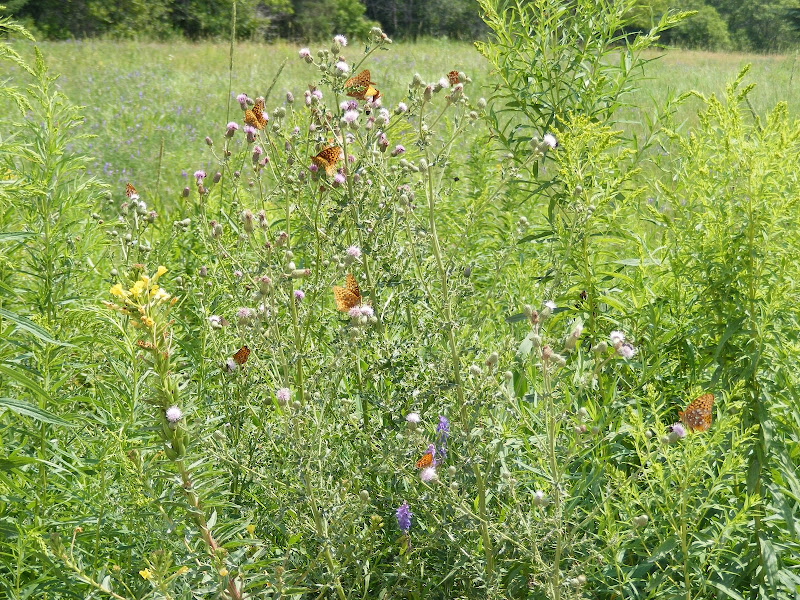 DSCF8195.jpg