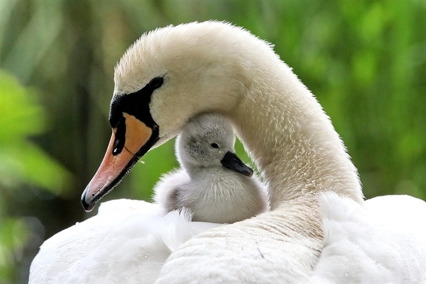 mama-and-baby-swan-big.jpg