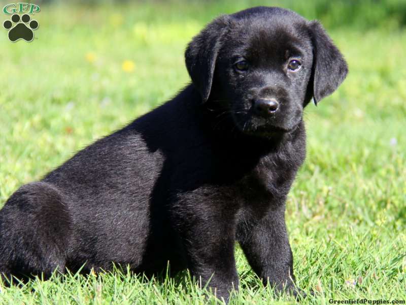 Black-labrador-puupy.jpg