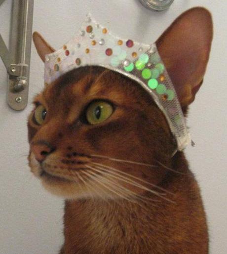 top-10-images-of-cats-wearing-a-tiara-L-zBUpxu.jpeg