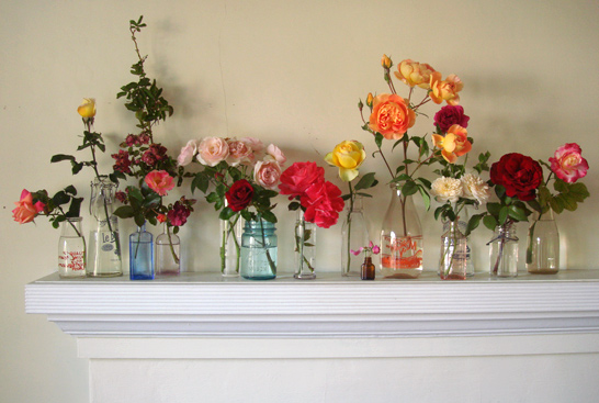 roses_studiochoo.jpg