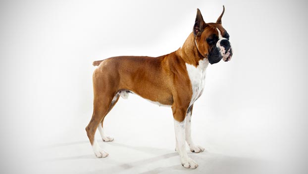 boxer_04_lg.jpg