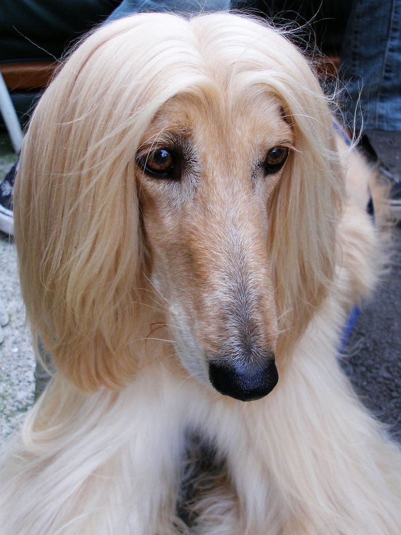 Afghan_Hound_cream_portrait.jpg