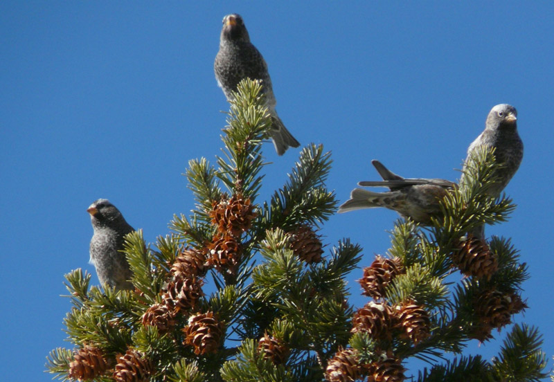 sandia-crest-rf-on-trees.jpg