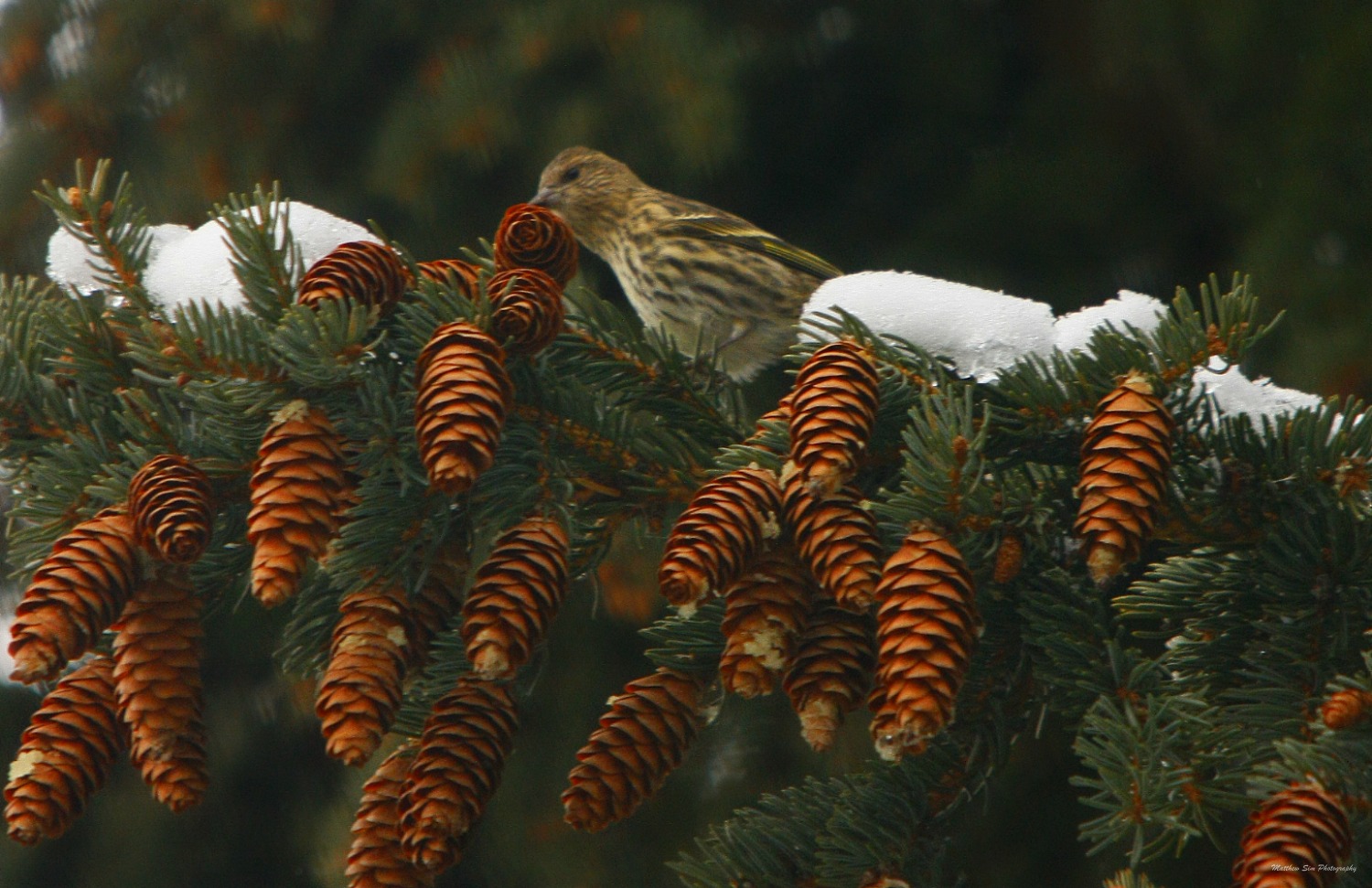 pine-siskin.jpg