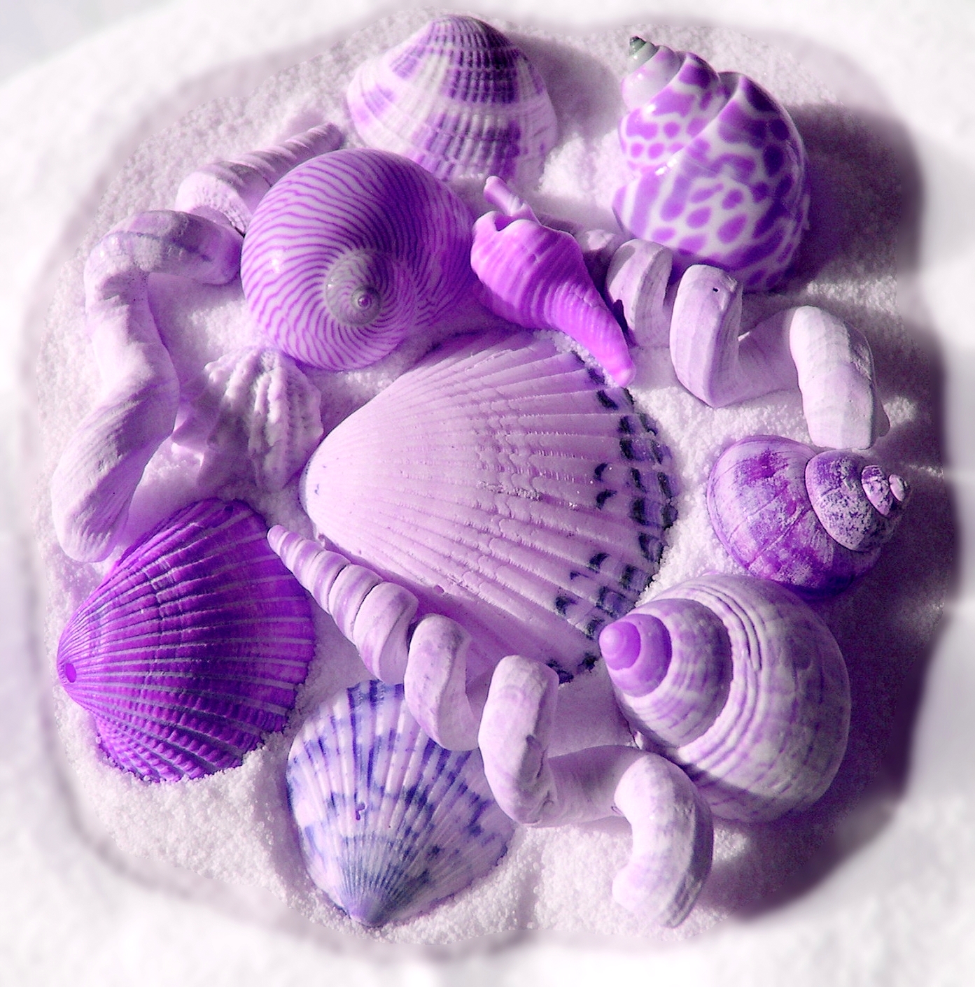 shells-purple-blurred-edge.jpg