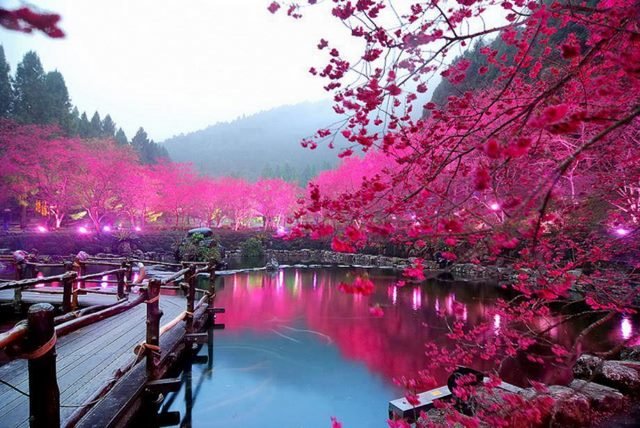 Sakura-japan.jpg
