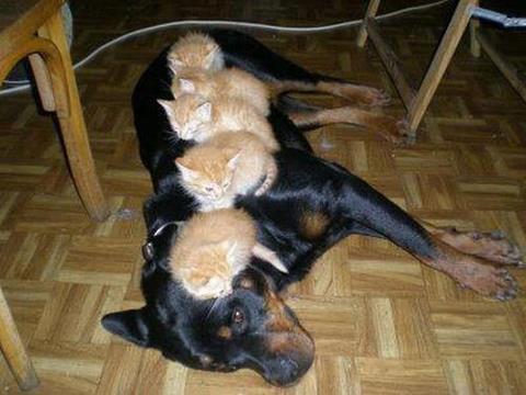 cat+and+dogs.jpg
