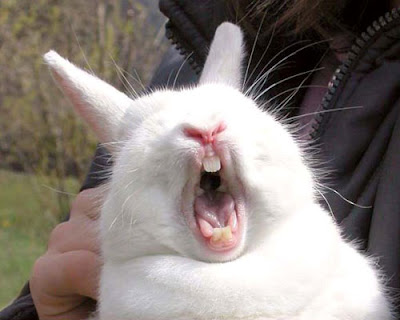 funny_rabbit2.jpg