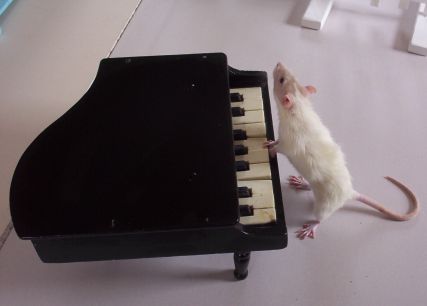 NinevehPianoPlay_2008-04-25.jpg
