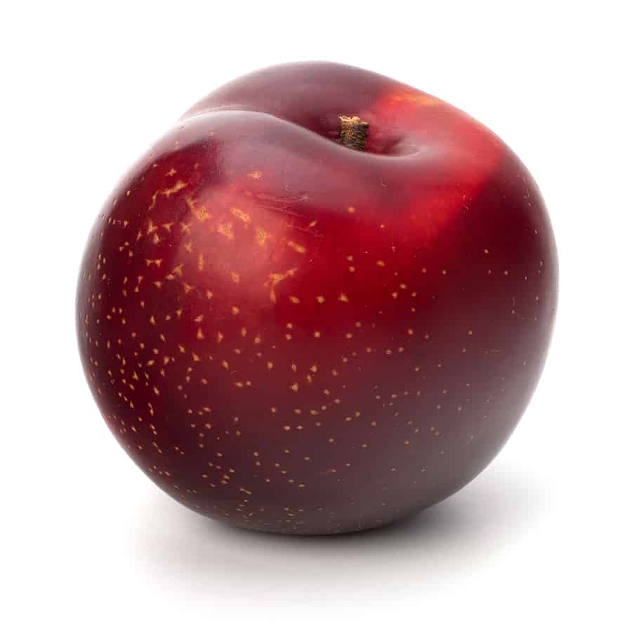 Plum-Casselman.jpg