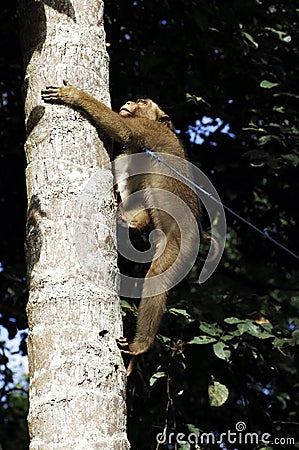 monkey-climbing-coconut-tree-7486119.jpg