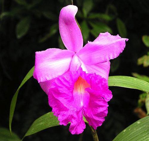NICElJaguarOrchidPink01.jpg