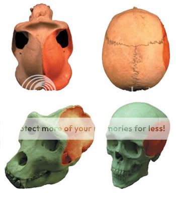 human_gorilla_skulls.jpg