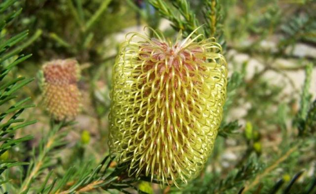 banksia-puclhella1.jpg