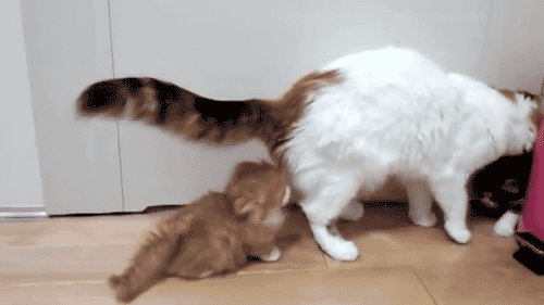 8Z6rSb7.gif