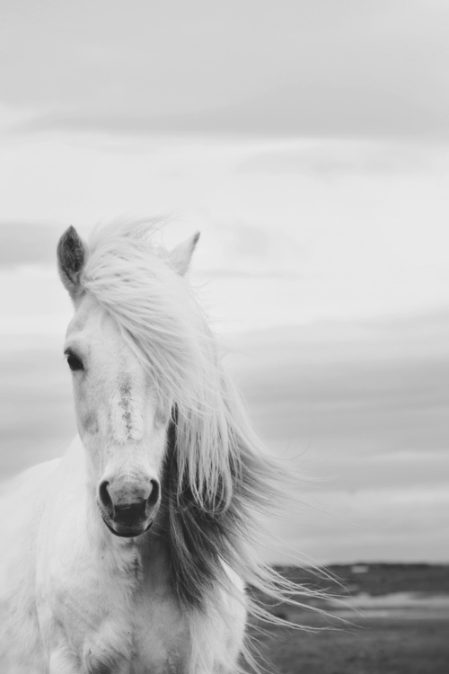 animal-aw-beautiful-black-and-white-Favim.com-537251.jpg