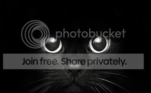 cat-face.jpg