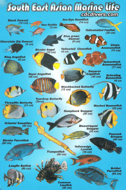 fish4.gif
