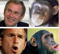 bush_monkey1.jpg