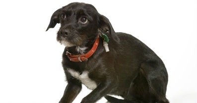 shy-dog-cropped.jpg