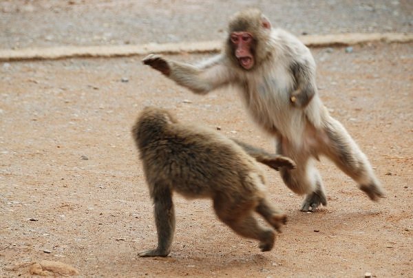 Monkey-Fighting.jpg