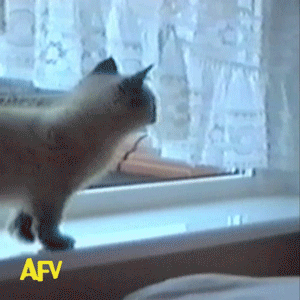 fgZkEbJ.gif