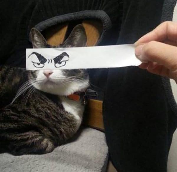 evil-eyebrow-cat.jpg