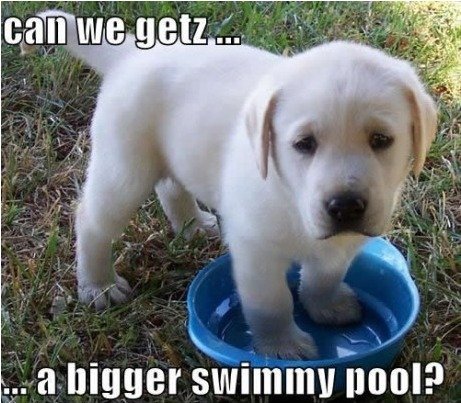 Puppies+and+pools+here+is+me+being+descriptive_bcf8a1_3339712.jpg