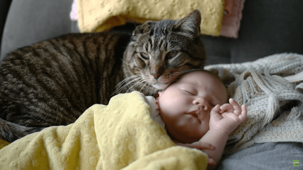 cat-and-baby-1024x576.png