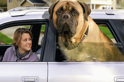 huge-funny-dog.jpg