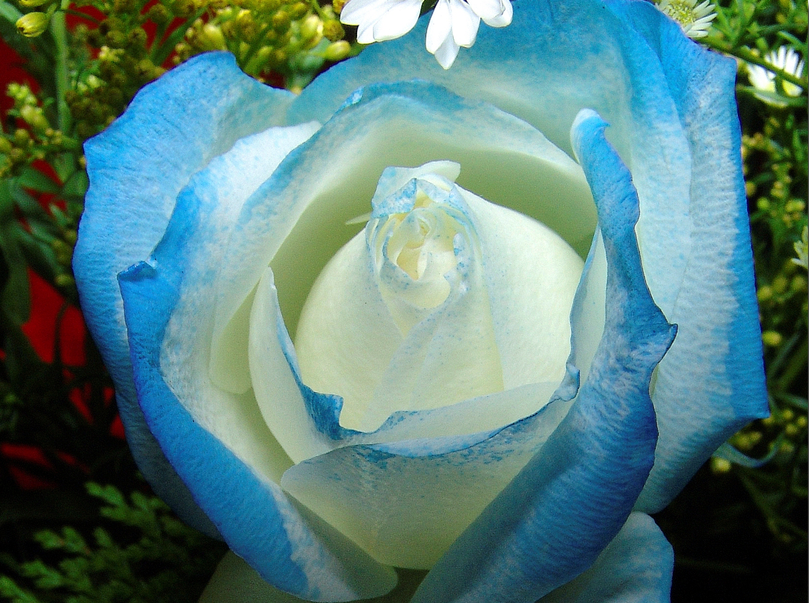 Flor_azul_1_REFON.JPG