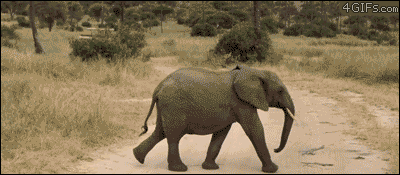 Baby-Elephant-running-across-road.gif