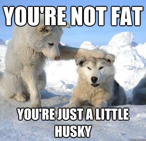 funny-dogs.jpg