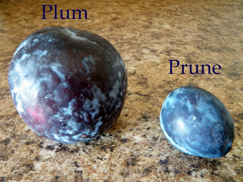 Plum-v-prune.jpg