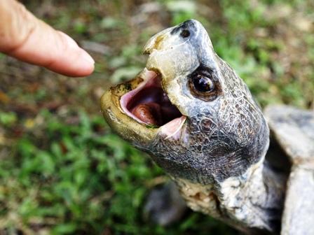 Snapping%20Turtle%20&%20Finger.jpg