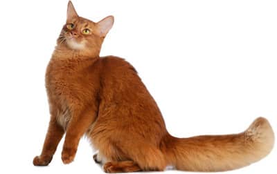 Somali-cat1.jpg