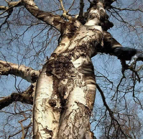 strange_trees.jpg