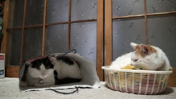 tumblr_nuimd9i9wY1tq9q5vo1_400.gif