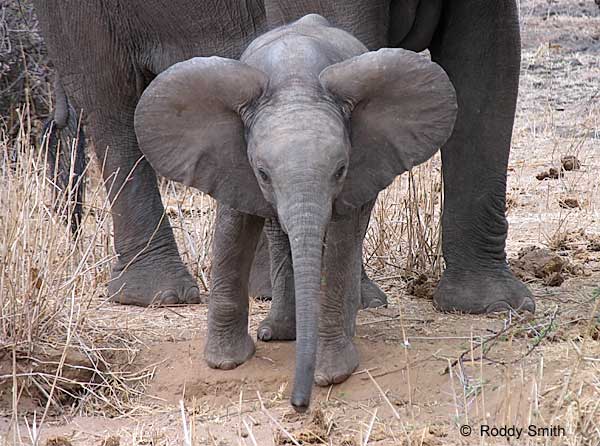 baby-elephant_lznp-0645.jpg