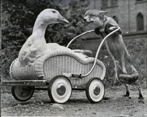 duck-fox.jpg