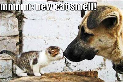 cat-smell-vs-dog-smell.jpg