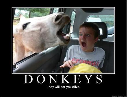 evil+donkey.jpg