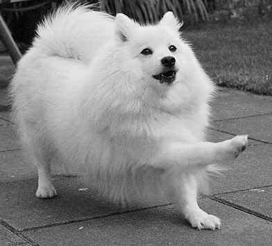 Japanese-spitz-cc.jpg