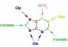 Nucleotides_syn3.png