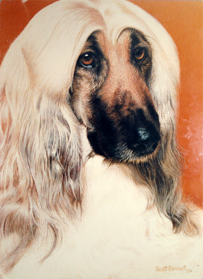 afghan_dog.jpg