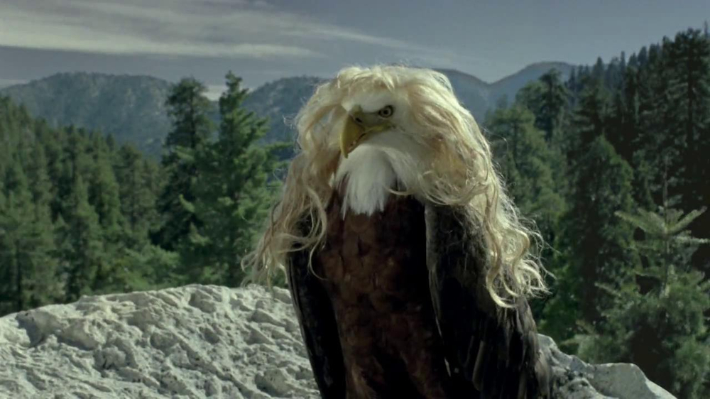 id-gum-bald-eagles-with-hair-large-6.jpg