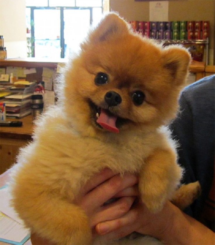 cutest-small-dog-breeds_06.jpg
