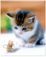 kitty.gif