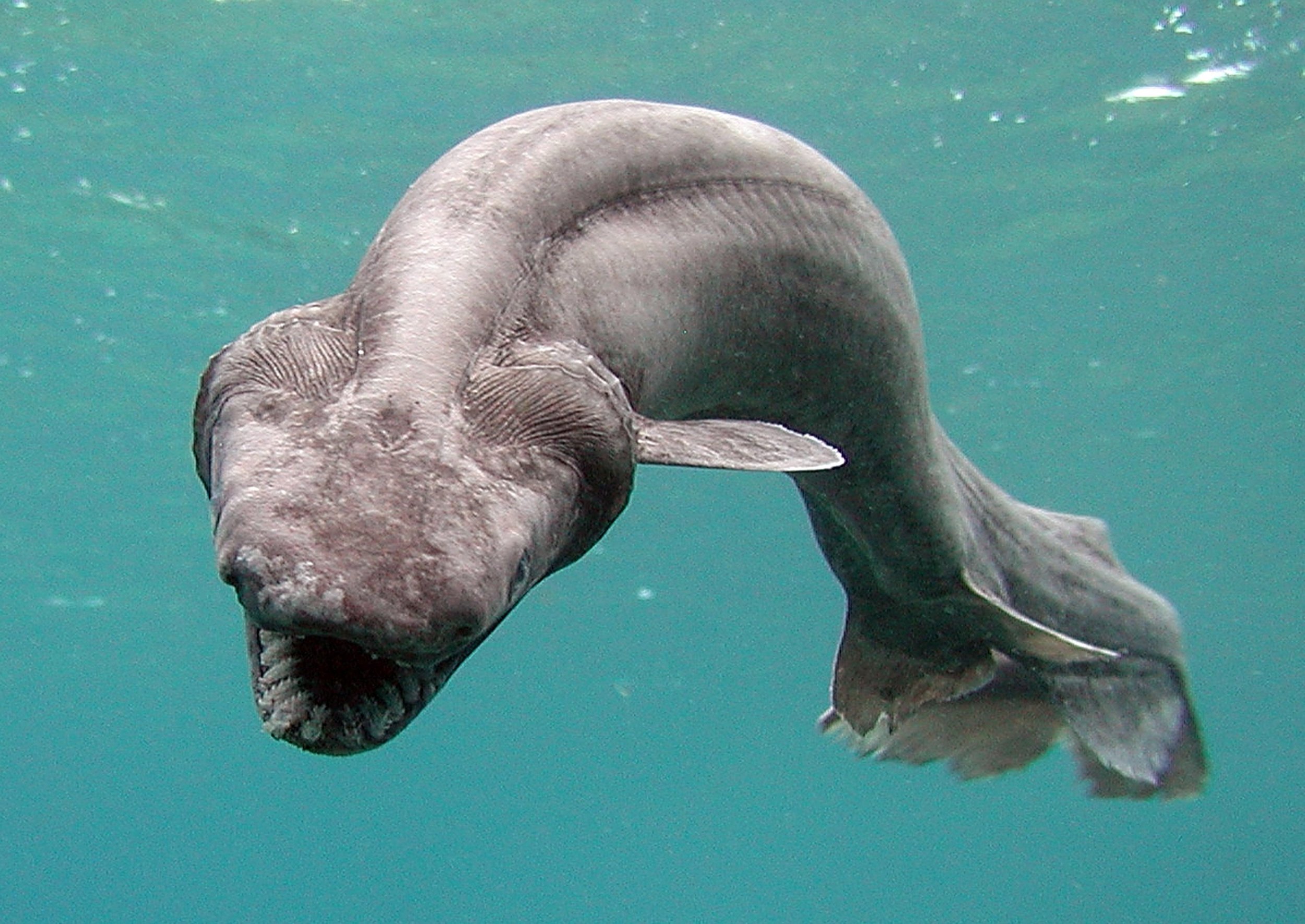 1110fish.jpg